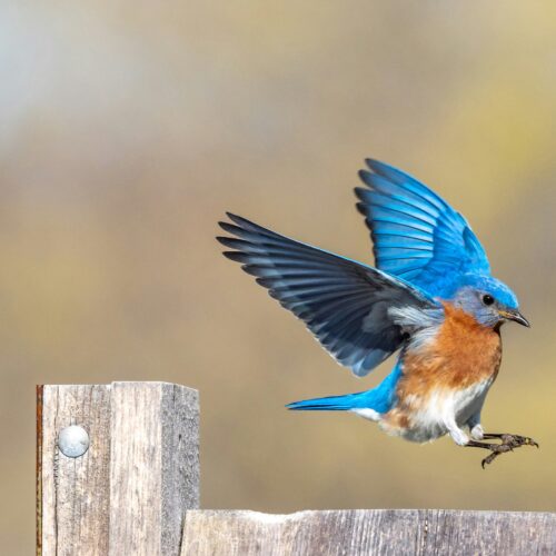 Bird Watching