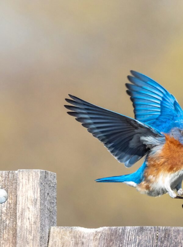 Bird Watching