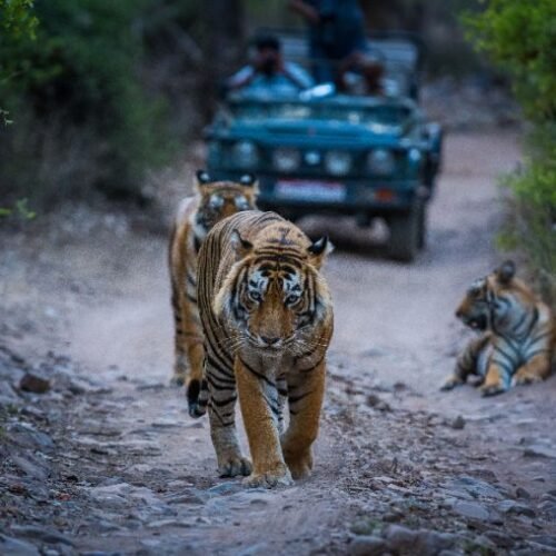 Wildlife Safari
